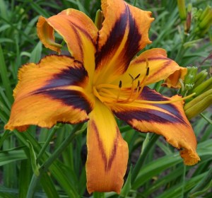 sp.tegertait tango